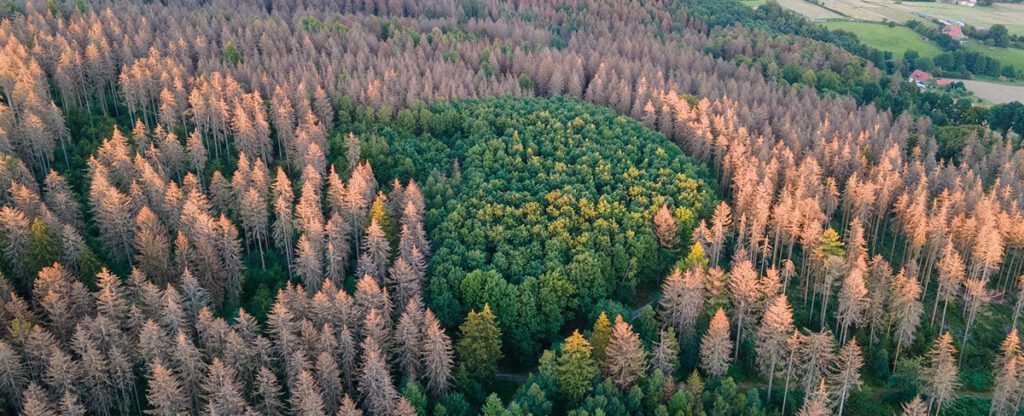 Geschwächter Wald treibt Klimawandel an
