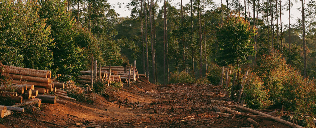WWF ordnet zunehmenden Holzverbrauch als gefährliche Entwicklung ein